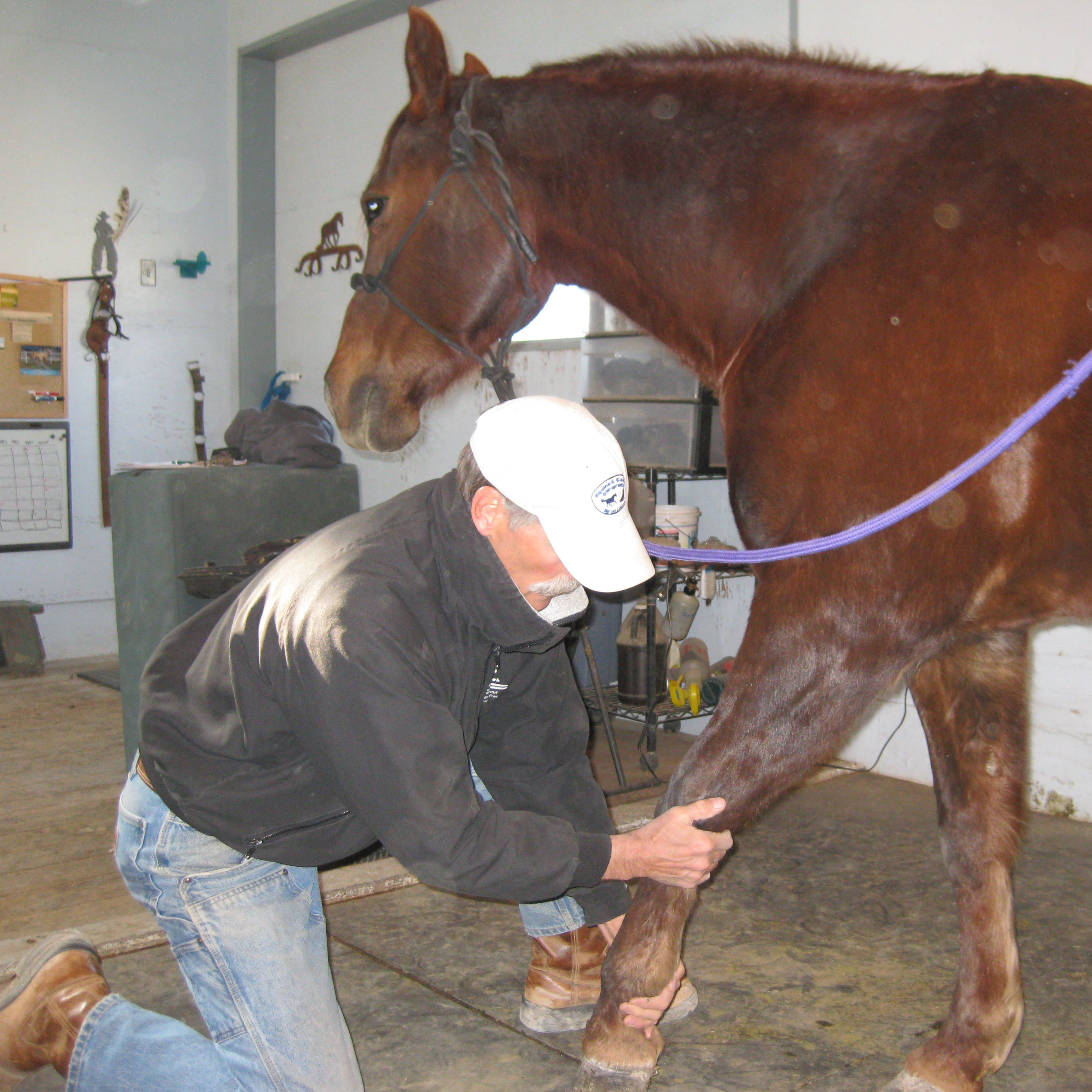 lee-lofgren-equine-and-canine-chiropractic-care-work-6