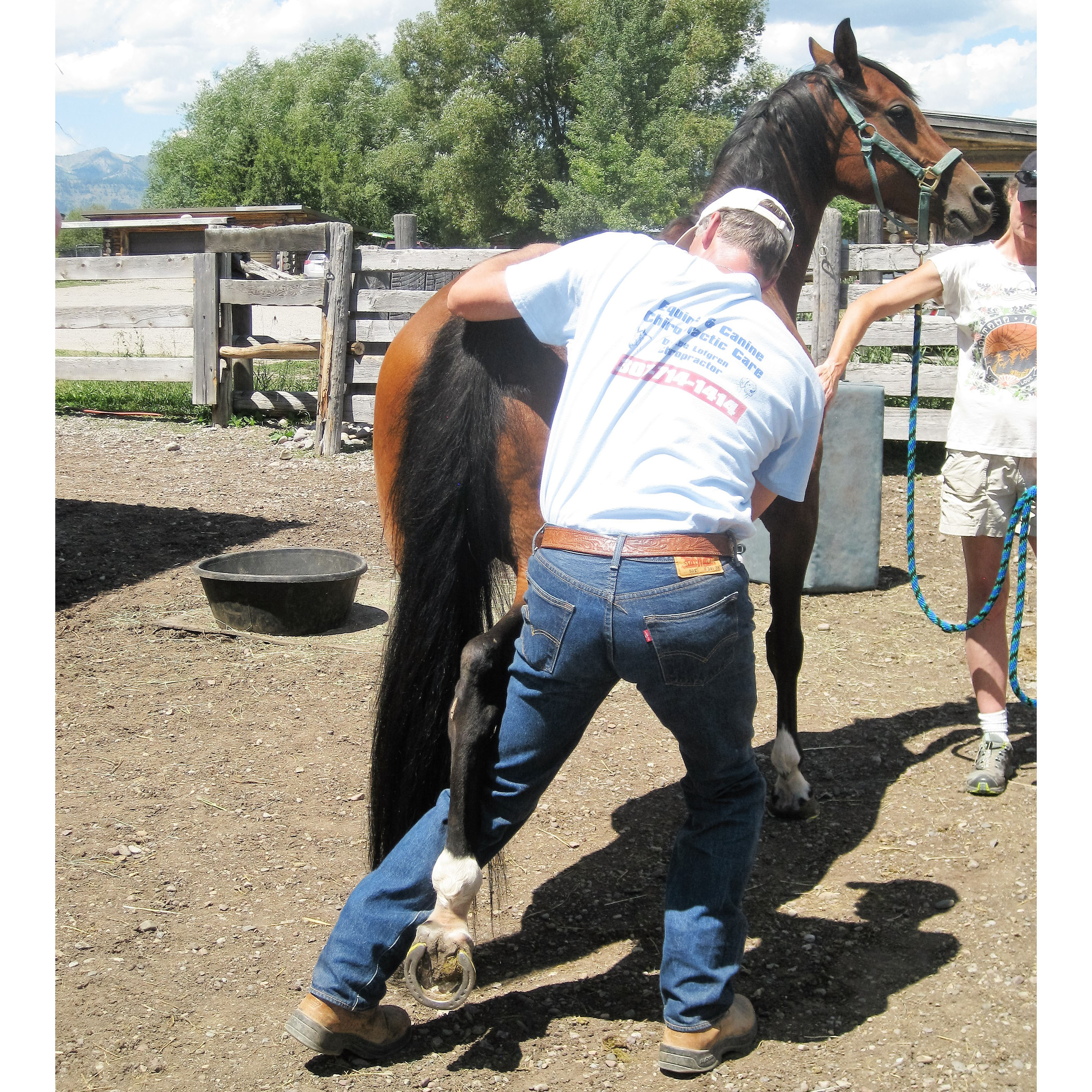 lee-lofgren-equine-and-canine-chiropractic-care-work-2