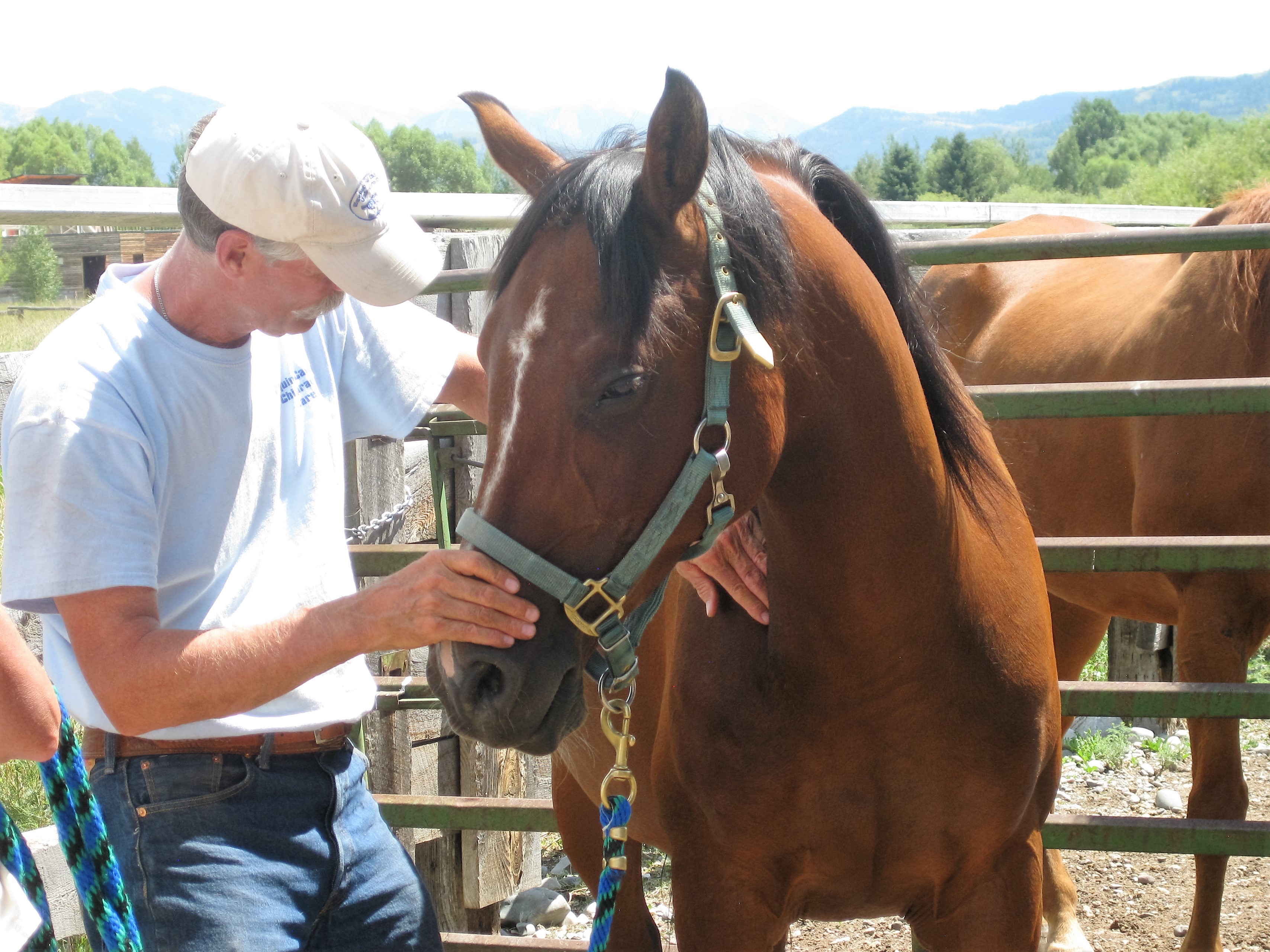 lee-lofgren-horse-chiropractic-care-home-2