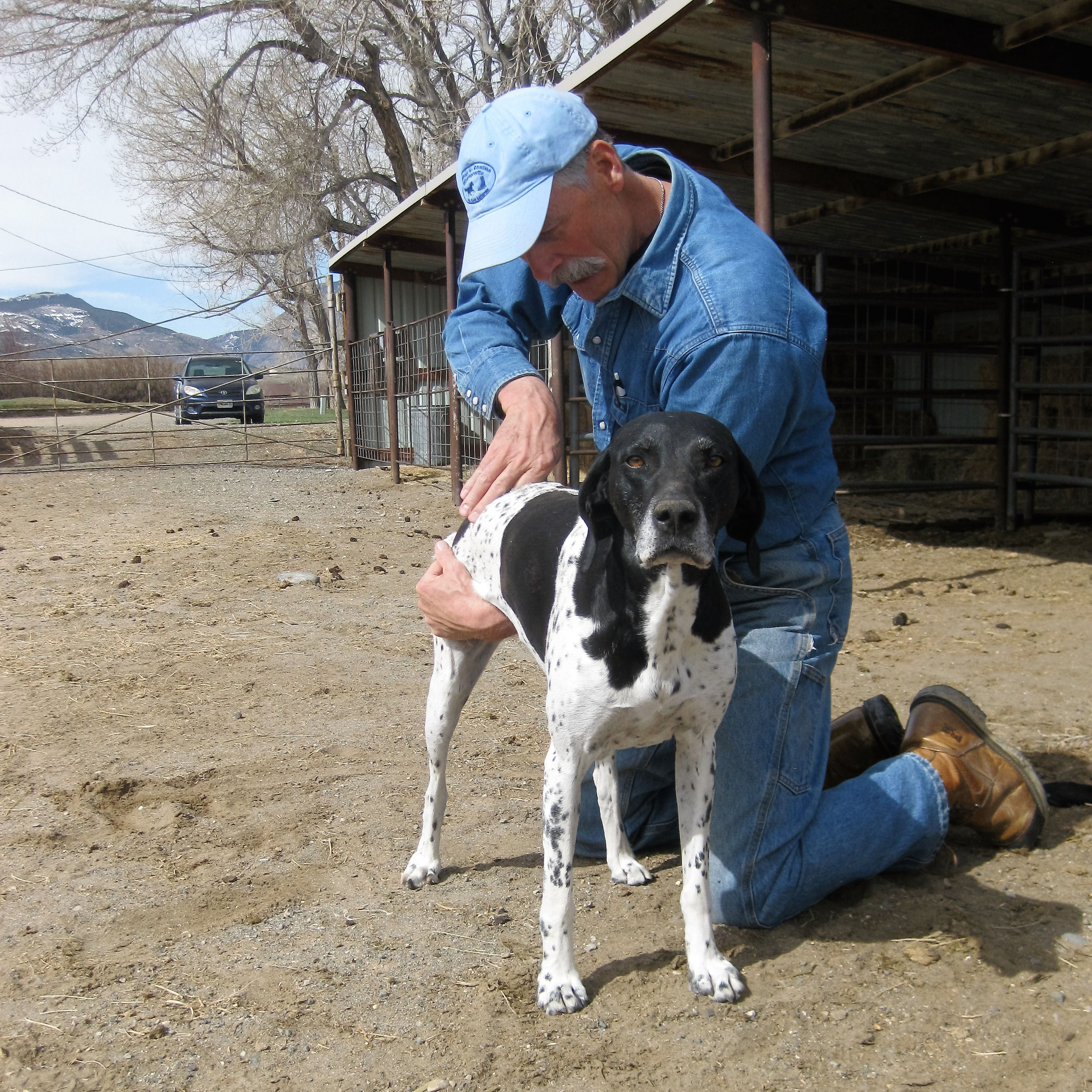 lee-lofgren-equine-and-canine-chiropractic-care-work-4