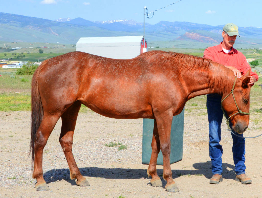 lee-lofgren-horse-chiropractic-care-home