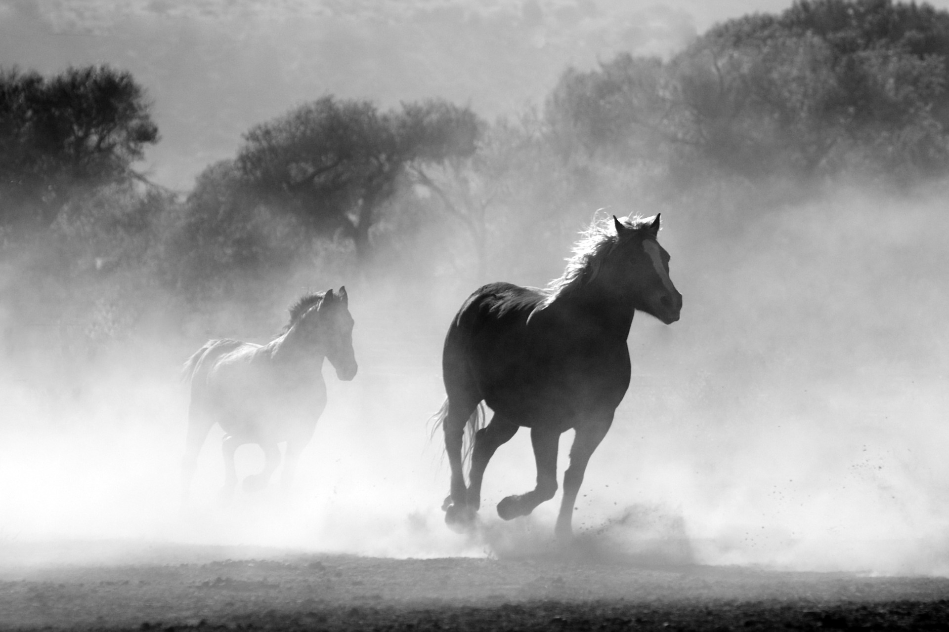 two-horses-running