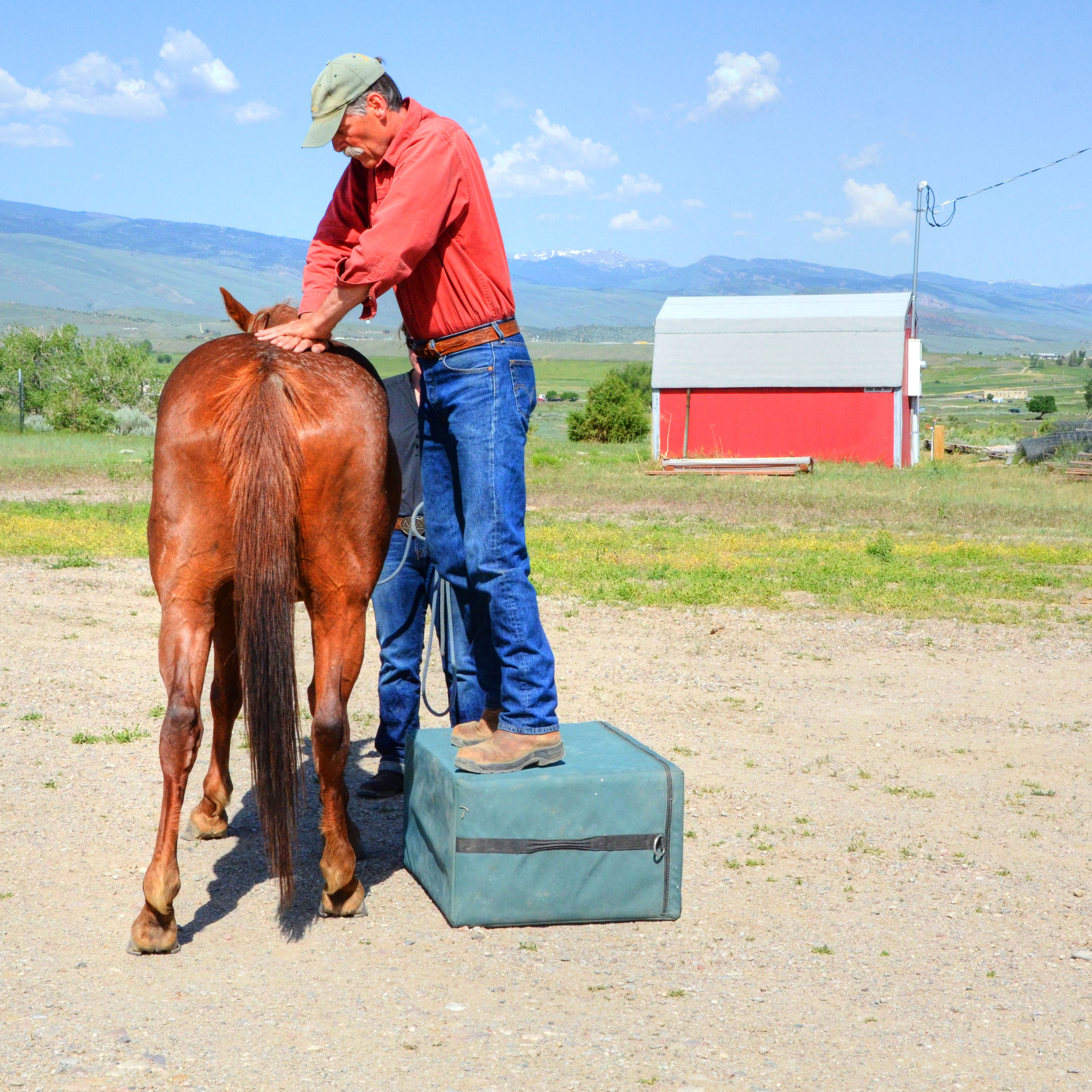 lee-lofgren-equine-and-canine-chiropractic-care-work-7